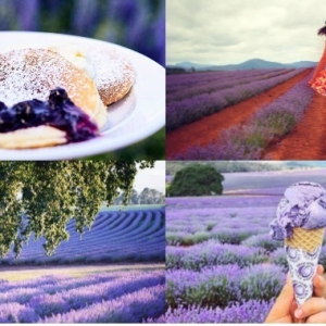 Ah Nyaman! Makan Aiskrim Di Ladang Lavender Australia, Cantik Dan Wangi