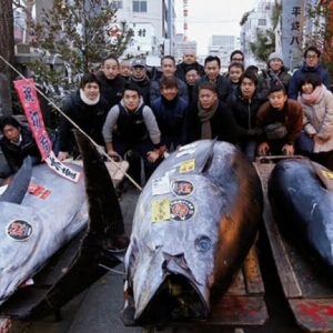 Gila, Ikan Tuna Gergasi Berjaya Dijual Pada Harga RM1.3 Juta