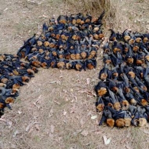 Otak Kelawar Bagai Digoreng, Cuaca Terlampau Panas Di Sydney..