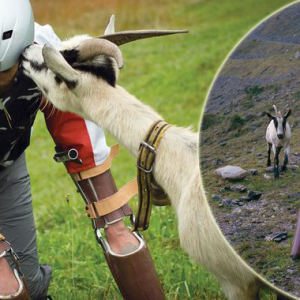 Dah Elok Jadi Manusia, Nak Jadi Kambing Pula! Apa Kes?