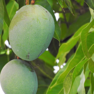 Tak Sempat Makan Mangga, Lelaki Maut Direnjat Elektrik