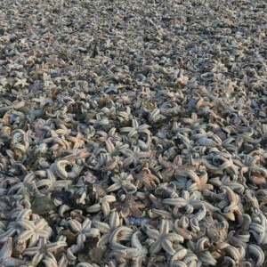 Sejauh Mata Memandang, Puluhan Ribu Bintang Laut Terdampar Di Pantai UK!