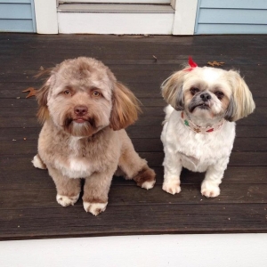 Anjing Ini Jadi Trending Kerana Menyerupai Manusia. Seram Ke Kagum?