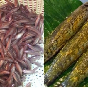 Pernah Makan Anak Ikan Haruan Goreng? Resipi Ringkas Tapi Rare Orang Dulu..