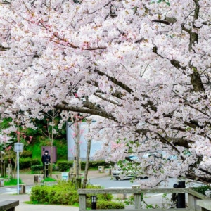 Banyak Lagi Lokasi Sakura Yang Masih Rahsia Di Jepun, Kenapa Baru Tahu?