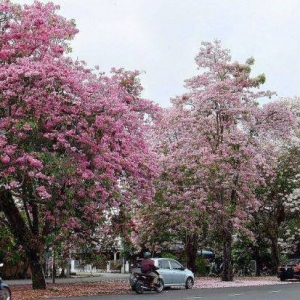 Setahun Sekali Saja, Bolehlah Berangan Sekejap Dengan 'Sakura' Di Kedah Ini..