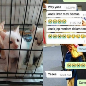 Anak Kucing Pula Kena Selam Dengan Anak-Anak Tetamu! Budak-Budak Sekarang Memang Nakal Ke?