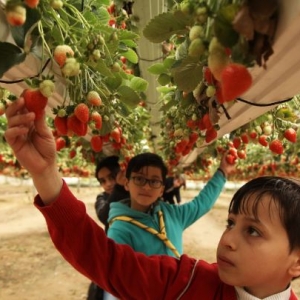 Suburnya! Strawberi Dari Gaza Memang Terbaik, Tapi Sayangnya..