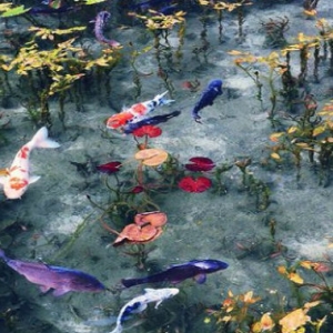 Indahnya Kolam Monet Di Jepun, Bagaikan Lukisan Karya Pelukis Terkenal