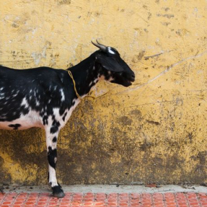 Kambing Bunting Mati Dirogol Lapan Lelaki