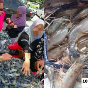 Jangan Tertipu Dengan Udang Galah Viral RM1 - Nampak Segar Dengan Bahan Awet Mayat