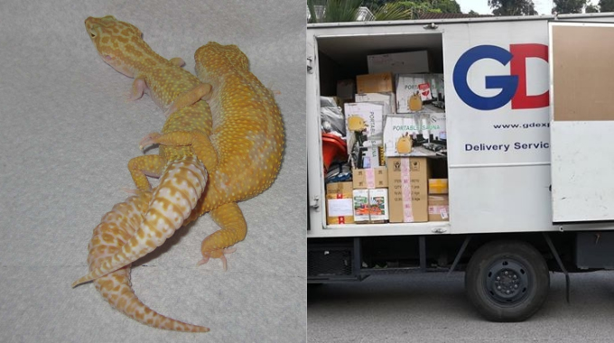 Otak Letak Mana Pos Cicak Gecko Dan Ikan Mestilah Mampus Sebab Takde Oksigen Fokus Portal Utama Cari Infonet