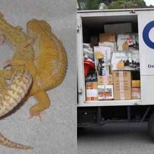 Otak Letak Mana? Pos Cicak Gecko Dan Ikan Mestilah 'Mampus' Sebab Takde Oksigen!