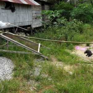 Isteri Digigit Anjing Liar, Suami Pula Yang Maut Dijangkiti Rabies