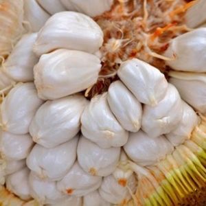 Tidak Suka Durian? Cuba Keenakan Buah Tarap, Khasiatnya Dibuktikan Kajian Saintifik