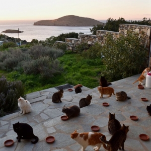 Wanita Bertuah Terpilih Bercuti Sambil Dibayar Menjaga Kucing Di Kepulauan Greek..