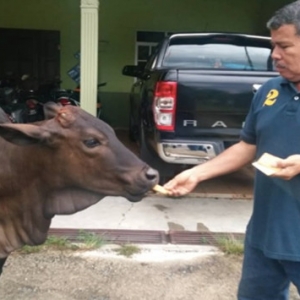 Selain Rumput, Lembu Ini Juga Gemar Makan Biskut, Roti Canai & Minum Kopi O