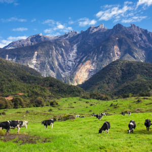 5 Homestay Dengan Pemandangan  Gunung Kinabalu Yang Memukau Di Kundasang