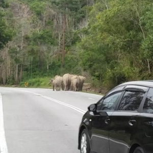 Kisah Aduka, Si Gajah Yang Disayangi Penduduk Gerik Dan Menangis Setelah Pemergiannya