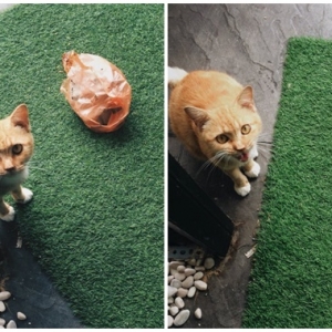 Kucing Jalanan Buat Surprise, Bagi Hadiah Nasi Bungkus Kepada Tuan Rumah