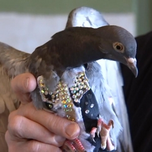 Burung Merpati Dengan Vest Berhias Dipertemukan Dengan Tuannya Selepas Hilang Seminggu