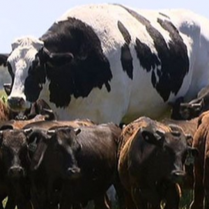 Besarnyar, Cukup Sekampung! Kerana Saiz Gergasi, Lembu Ini Selamat Daripada Disembelih