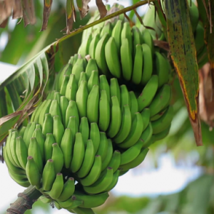 Suspek Kes Bunuh Pencuri Pisang Berdepan Hukuman Gantung