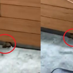 Selapas Ulat Sampah, Tikus Pula Berkeliaran Di KLIA2