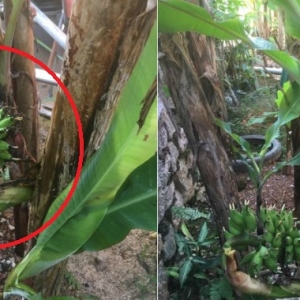 Aneh Tapi Benar, Pisang 40 Hari Berbuah Di Batang Pokok