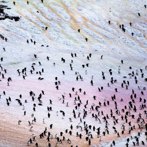 Najis Penguin Ini Terlalu PINK Sehingga Boleh Dilihat Dari Angkasa!