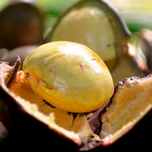 Sedap Dibuat Ulam, Jering Boleh Mengakibatkan Kegagalan Buah Pinggang?