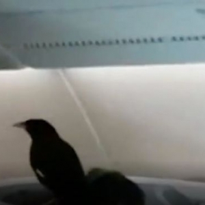 Burung Tiung 'Terbang' Ke London Menaiki Pesawat Singapore Airlines