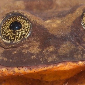 Lama Katak Ini Cari Jodoh, Akhirnya Ketemu Juga...