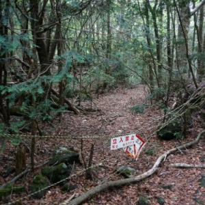 Misteri Hutan Aokigahara Yang Menyeramkan. Pemandangan Cantik Tapi..