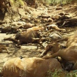 Bangkai Haiwan Bergelimpangan, Australia Alami Musim Panas Terburuk