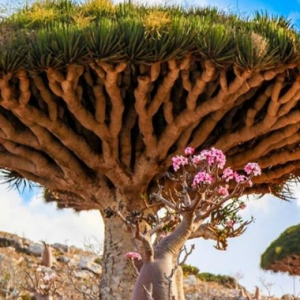 Pulau Socotra Yang Unik! Macam Berada Di Planet Asing