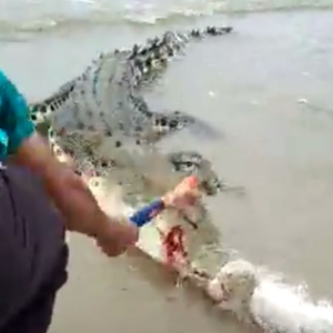 Buaya Terperangkap Dalam Jaring Diseksa Sampai Berdarah