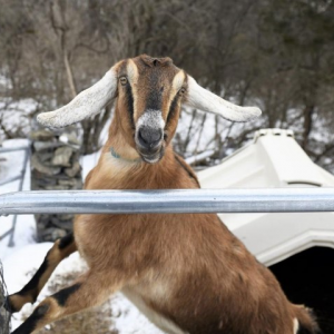 Mbeeekkk! Kambing Betina Dipilih Sebagai Datuk Bandar Fair Haven