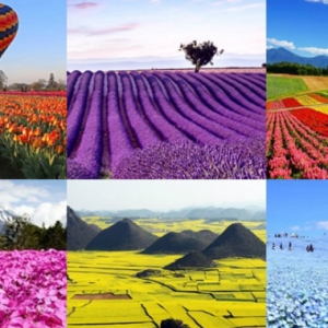 10 Ladang Bunga Yang Tercantik Di Dunia. Yang Mana Satu Pikat Hati  Anda?