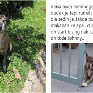 'Ayah Dah Tak Ada, Johnny' -Gadis Kongsi Hubungan Rapat Anjing Liar Dengan Arwah Ayah