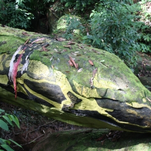 Aneh Dan Seram! Kisah Batu Ular Gergasi Misteri, Siap Ada Tulisan Jawi Di Sarawak