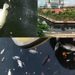 Air Sungai Melaka Bertukar Hitam, Busuk Dan Kotor Akibat Penuh Dengan Bangkai Ikan