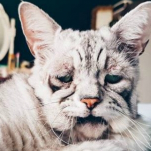 Kucing Berwajah Sedih Miliki Berpuluh Ribu Peminat, Kini Selebriti Instagram Baharu