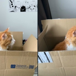 "Pesan Kucing Dapat Tupai Pula" - Pandai Betul Staf Lazada Layan Pelanggan Ini