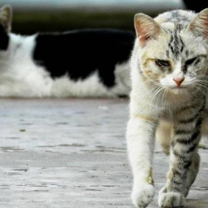 Jangan Bela Kucing Jika Menyusahkan Jiran - Mufti Perlis