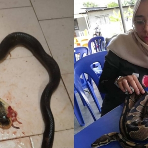 'Moody' Bergaduh Dengan Kekasih, Gadis Cantik Ini Bunuh Ular Sampai Lunyai!