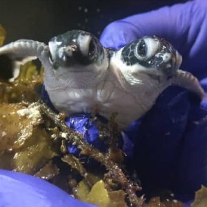 Anak Penyu Hijau Berkepala Dua Menetas Di Pulau Mabul, Sabah