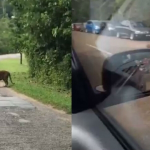 Jinaknya! Pak Belang Muncul Di Tengah Jalan Raya Gemparkan Penduduk Dungun