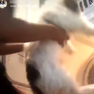 Remaja Perempuan Buat IG Live, Masukkan Anjing Dalam Mesin Pengering