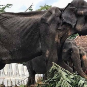 Gajah Bernama 'Tikiri' Kurus Kering Kerana Dipaksa Bekerja Setiap Malam